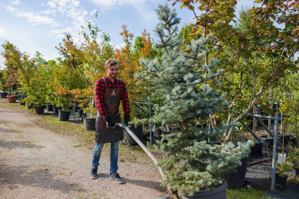 Trusted El Cenizo, TX Tree Services Experts